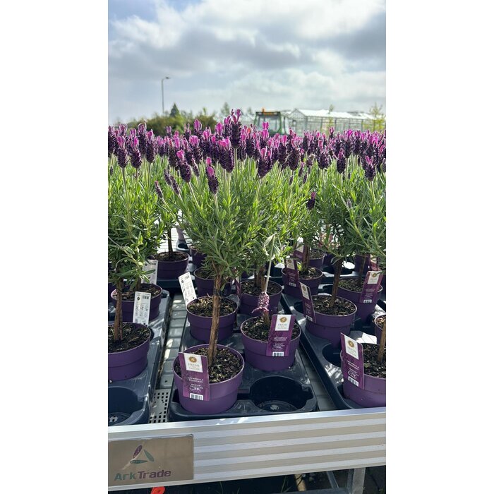 Lavendel op stam | Stoechas Anouk P12