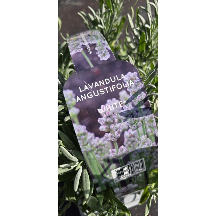 Lavendel | Lavandula angustifolia - White 'Fresh from Nature'