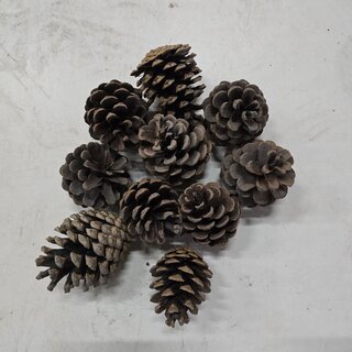 Dennenappels naturel