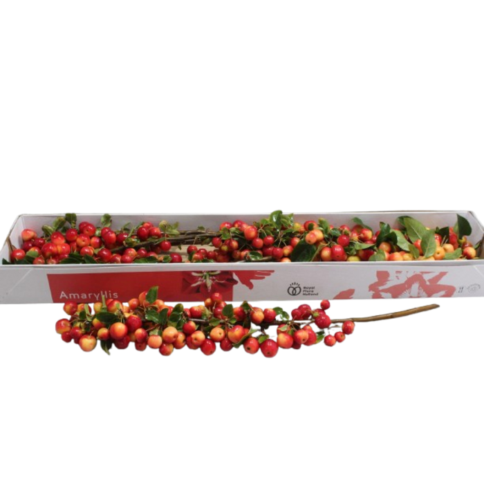 Takken met appeltjes (per 5st)