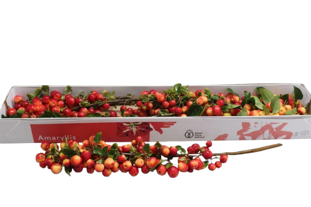 Takken met appeltjes (per 5st)