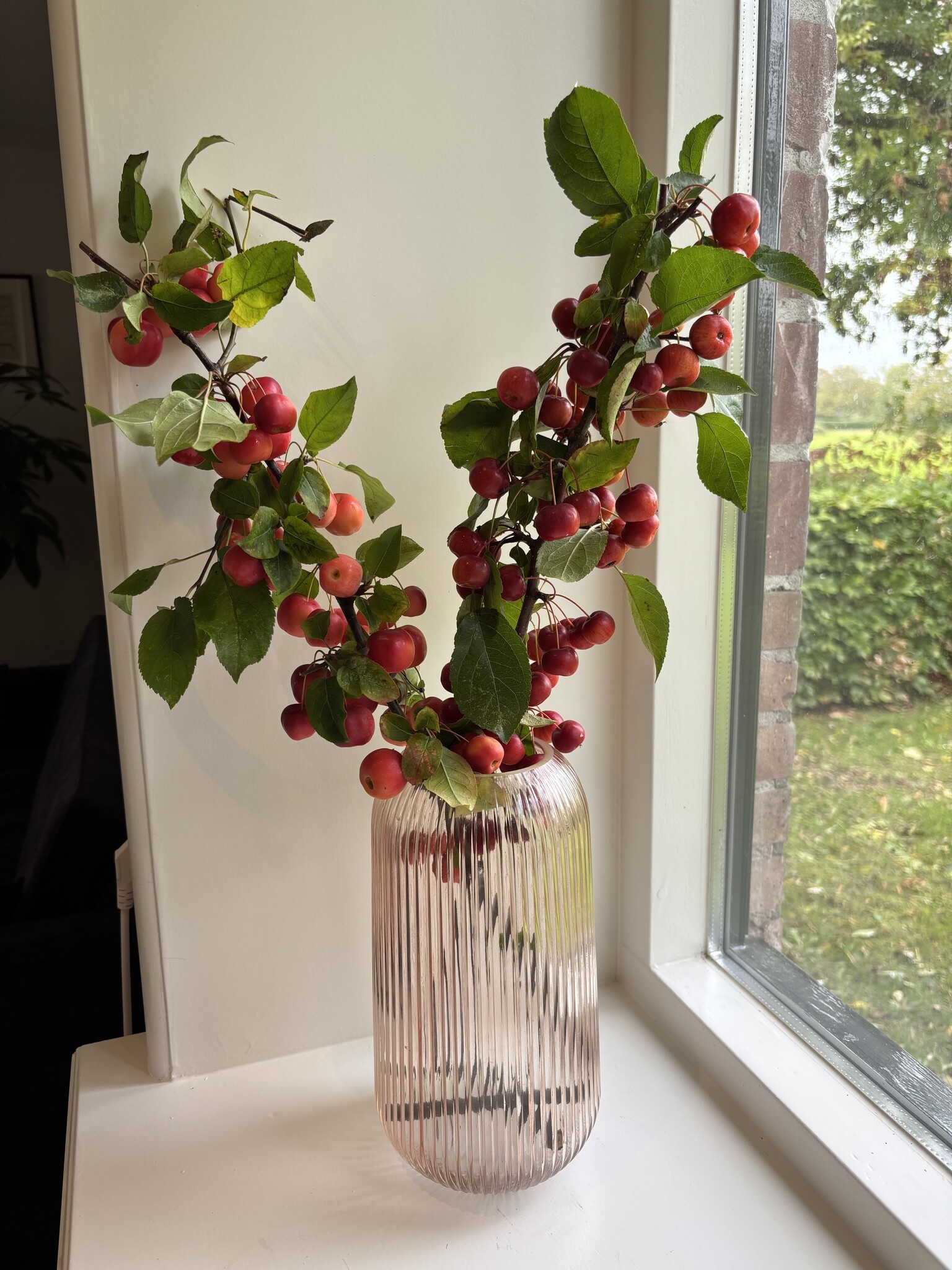 Takken met appeltjes (per 5st)