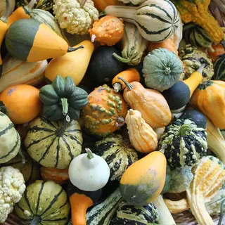 Sierkalebassen 5 stuks