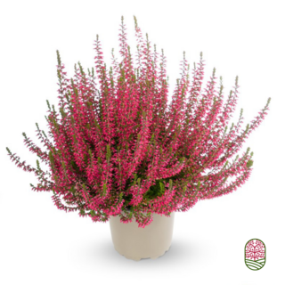 Struikheide | Calluna vulgaris. 'Angie' P10,5