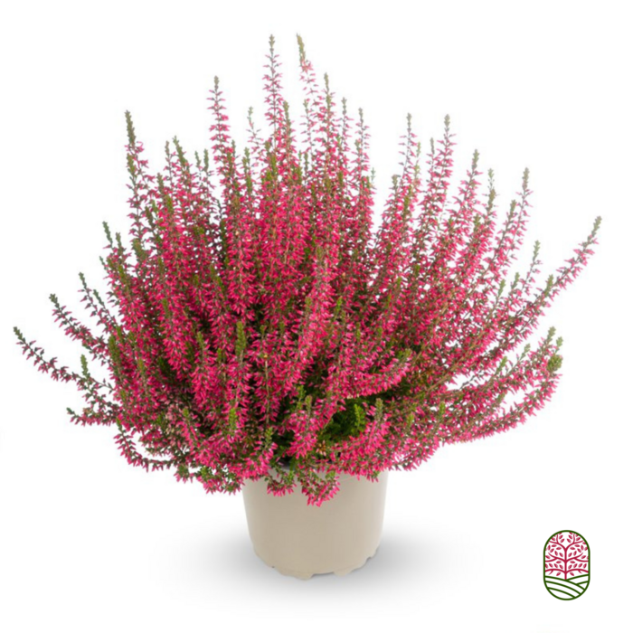 Struikheide | Calluna vulgaris. 'Angie' P10,5