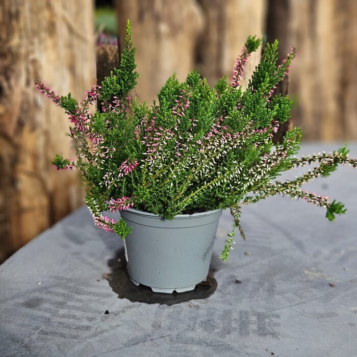 Struikheide | Calluna vulgaris. 'Angie' P10,5