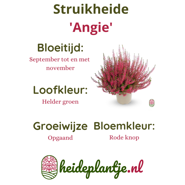 Struikheide | Calluna vulgaris. 'Angie' P10,5