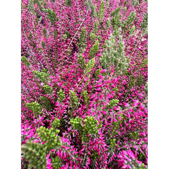 Struikheide | Calluna vulgaris. 'Angie' P10,5