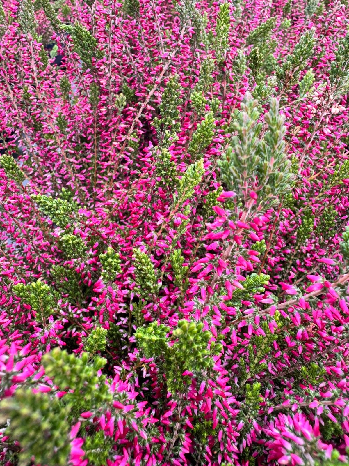 Struikheide | Calluna vulgaris. 'Angie' P10,5