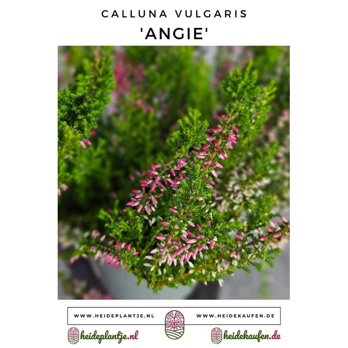 Struikheide | Calluna vulgaris. 'Angie' P10,5