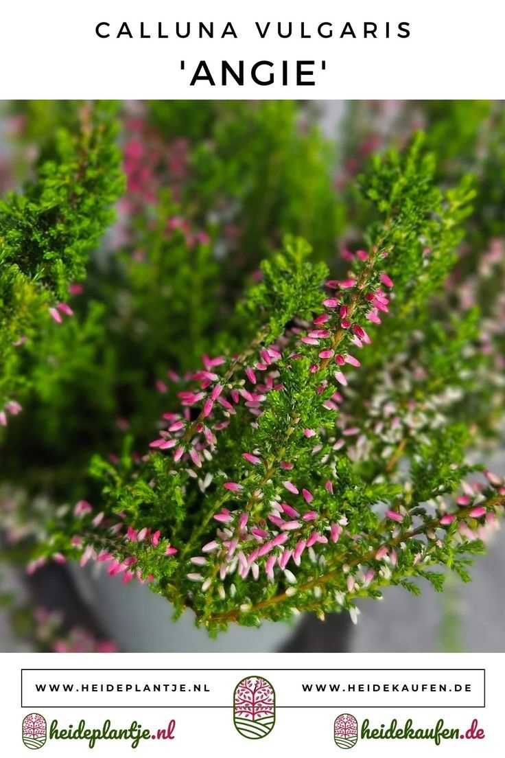 Struikheide | Calluna vulgaris. 'Angie' P10,5