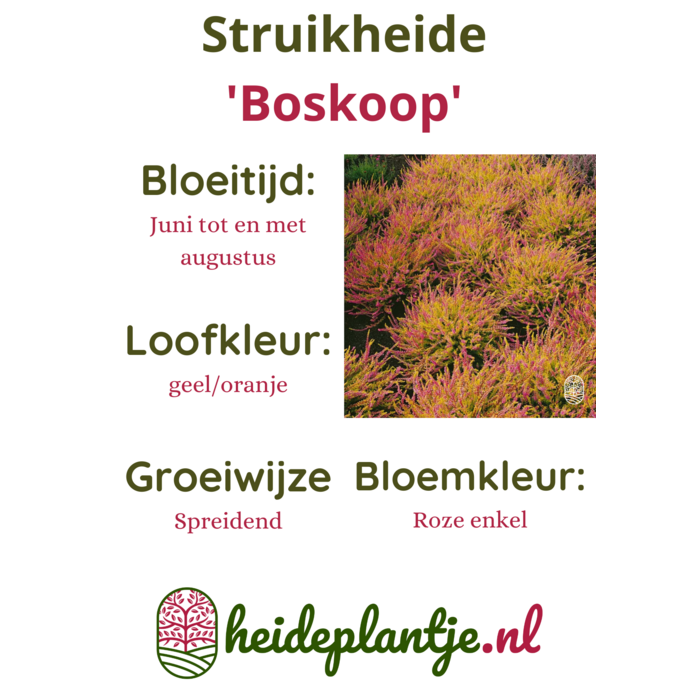 Struikheide | Calluna vulgaris. 'Boskoop' P10,5