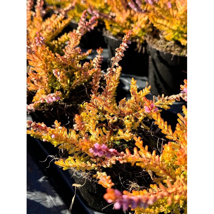 Struikheide | Calluna vulgaris. 'Boskoop' P10,5