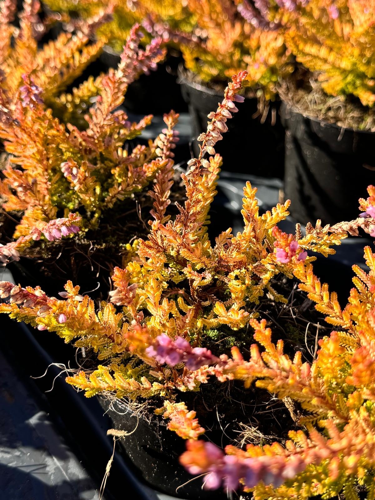 Struikheide | Calluna vulgaris. 'Boskoop' P10,5