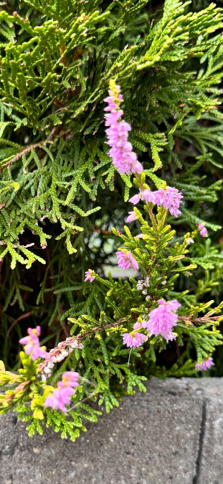 Struikheide | Calluna vulgaris. 'Boskoop' P10,5