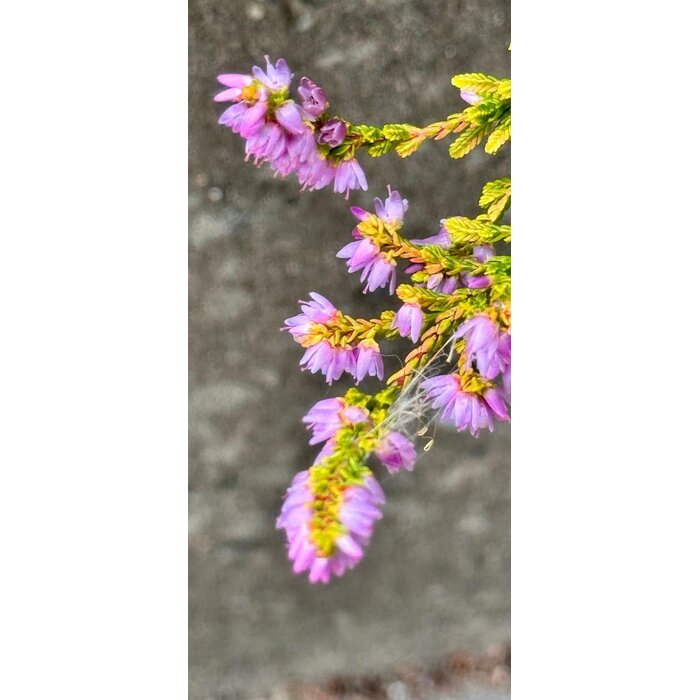 Struikheide | Calluna vulgaris. 'Boskoop' P10,5