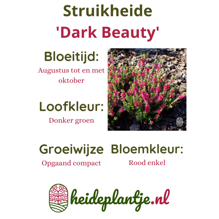 Struikheide | Calluna vulgaris. 'Dark Beauty' P10,5