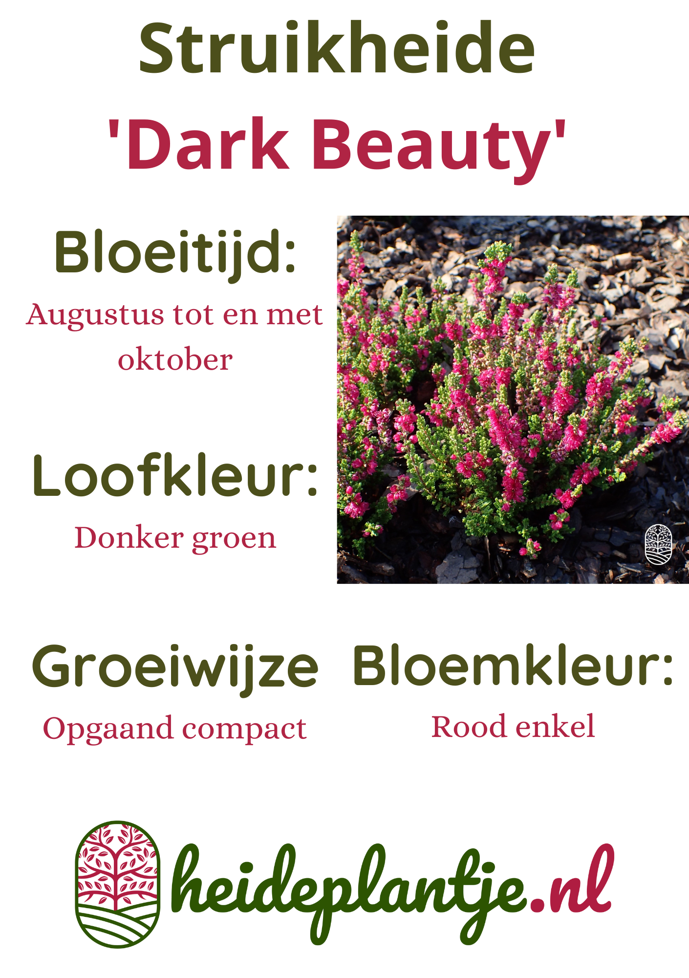 Struikheide | Calluna vulgaris. 'Dark Beauty' P10,5