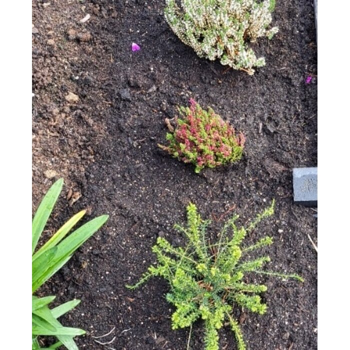 Struikheide | Calluna vulgaris. 'Dark Beauty' P10,5