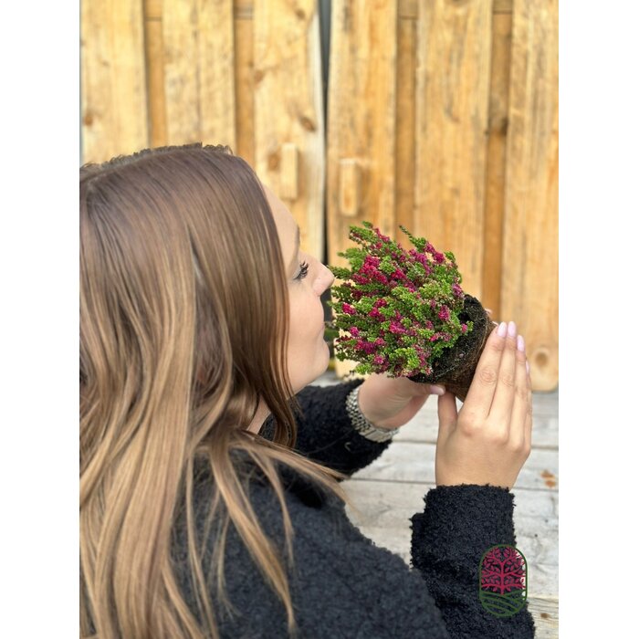 Struikheide | Calluna vulgaris. 'Dark Beauty' P10,5