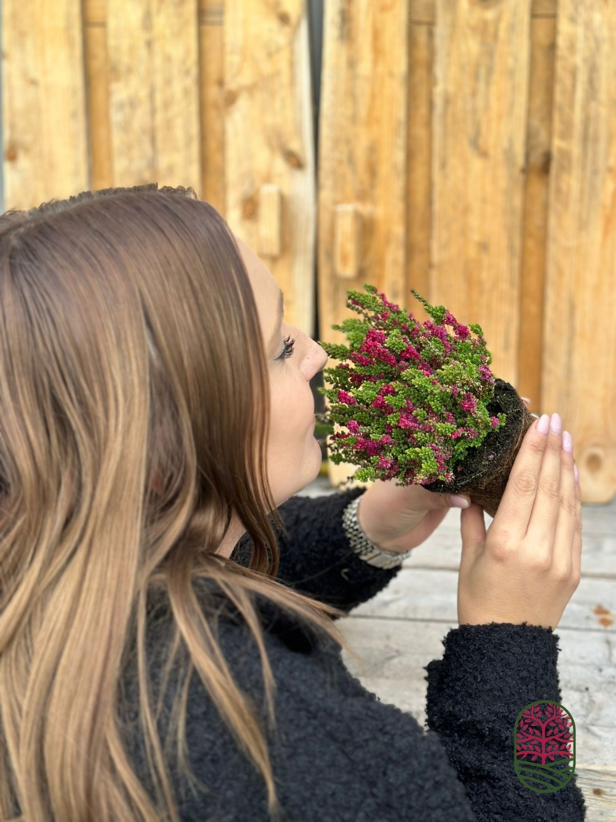 Struikheide | Calluna vulgaris. 'Dark Beauty' P10,5