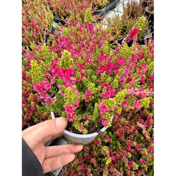 Struikheide | Calluna vulgaris. 'Dark Beauty' P10,5