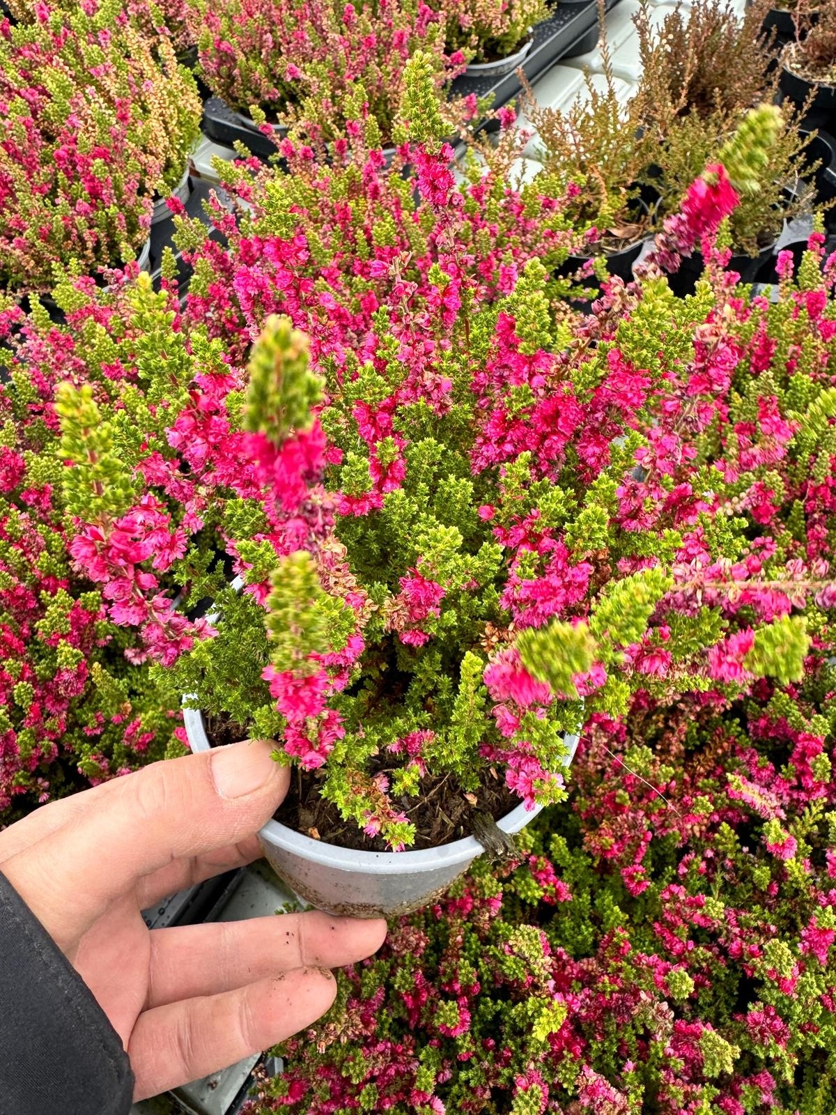 Struikheide | Calluna vulgaris. 'Dark Beauty' P10,5