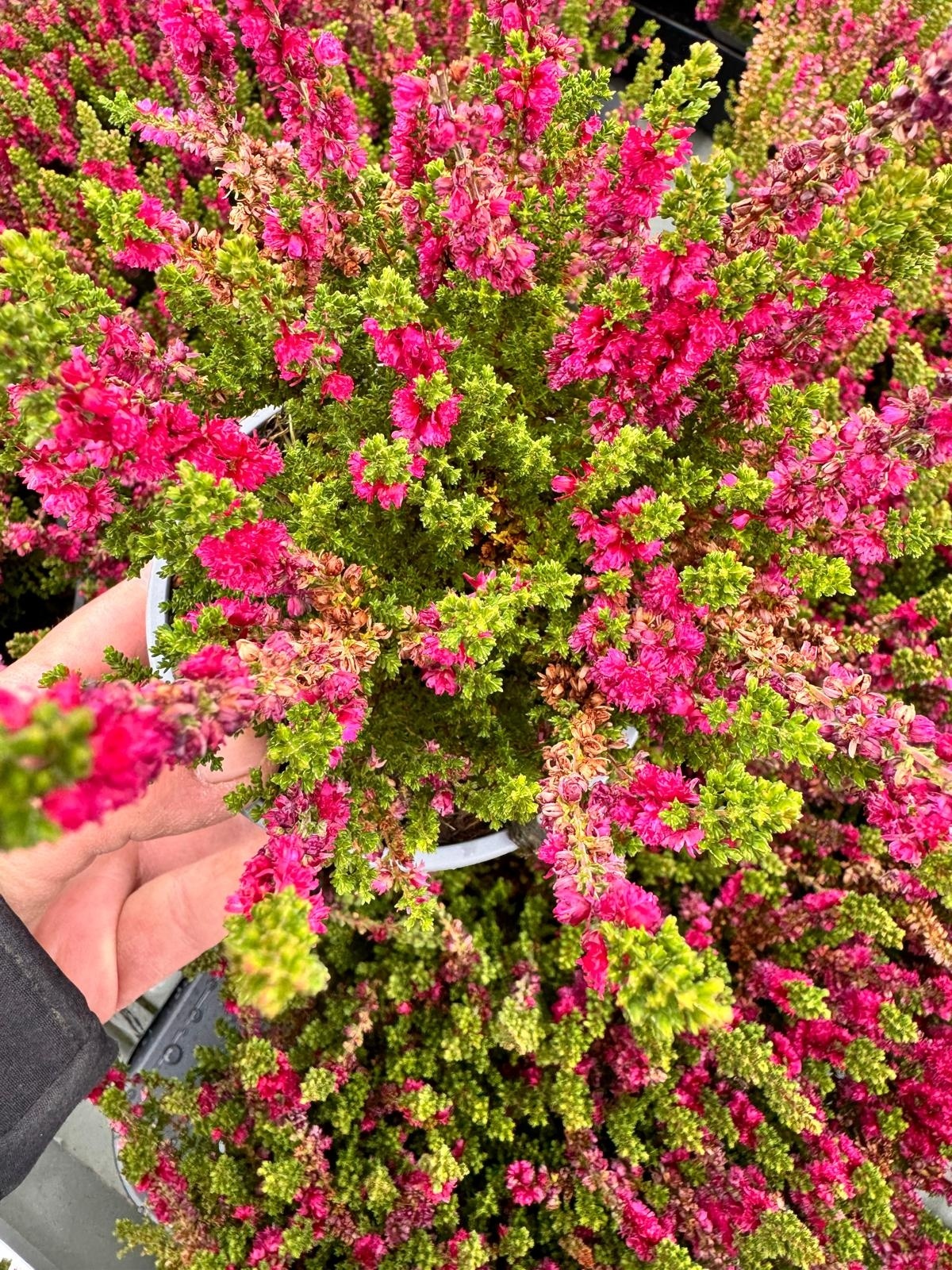 Struikheide | Calluna vulgaris. 'Dark Beauty' P10,5