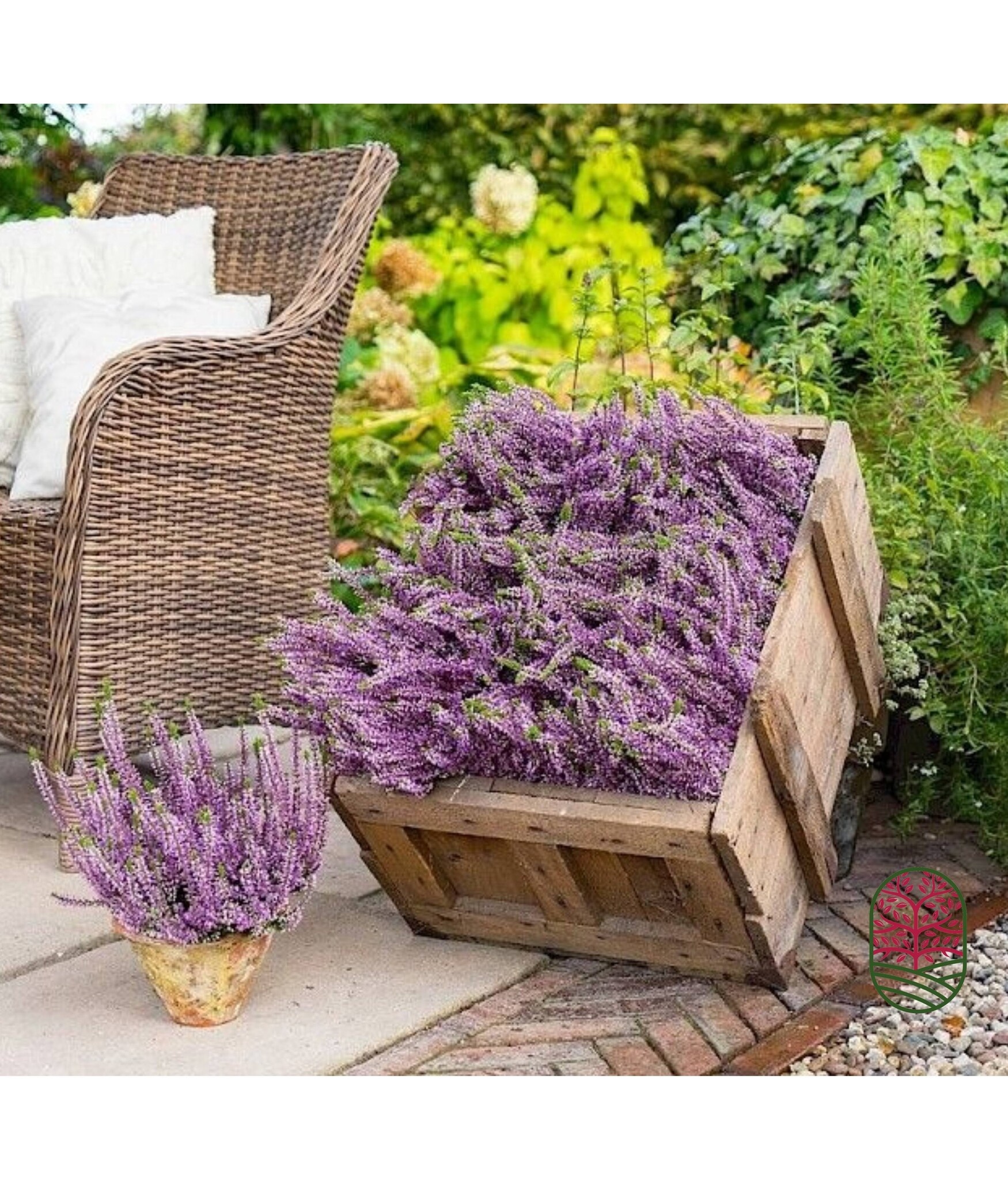 Struikheide | Calluna vulgaris. 'Herbstlavendel' P11