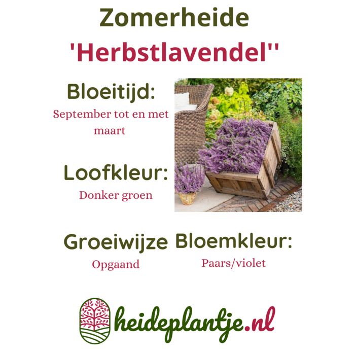 Struikheide | Calluna vulgaris. 'Herbstlavendel' P11