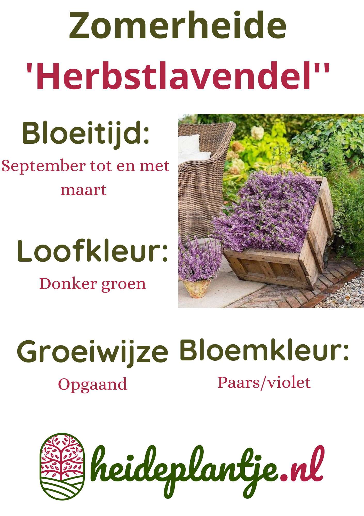 Struikheide | Calluna vulgaris. 'Herbstlavendel' P11