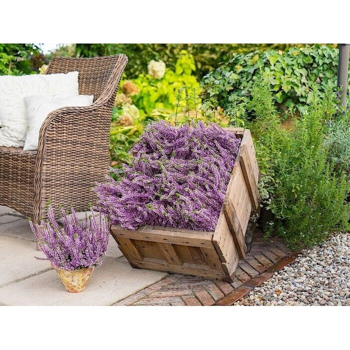 Struikheide | Calluna vulgaris. 'Herbstlavendel' P11