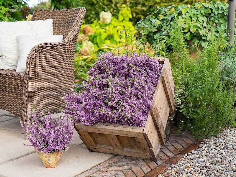 Struikheide | Calluna vulgaris. 'Herbstlavendel' P11