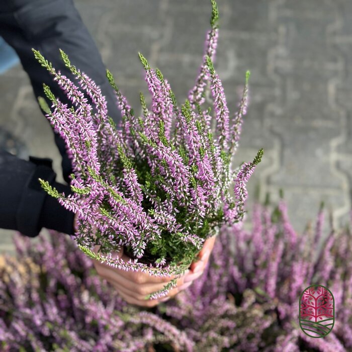 Struikheide | Calluna vulgaris. 'Herbstlavendel' P11