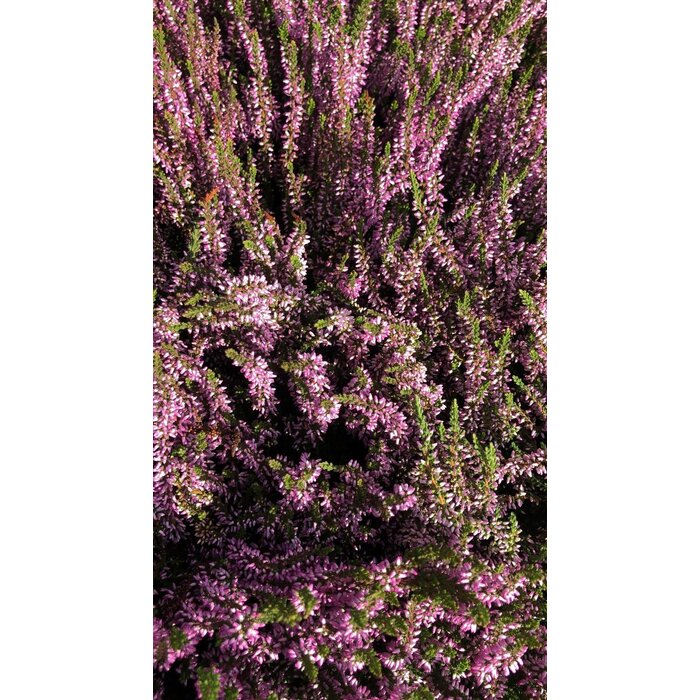 Struikheide | Calluna vulgaris. 'Herbstlavendel' P11