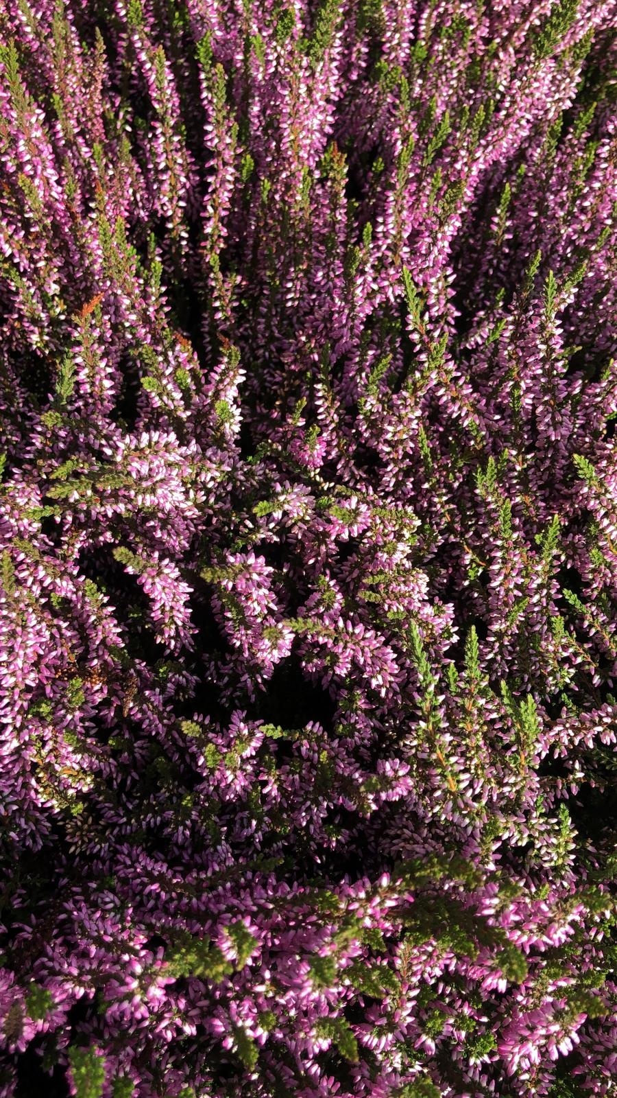 Struikheide | Calluna vulgaris. 'Herbstlavendel' P11
