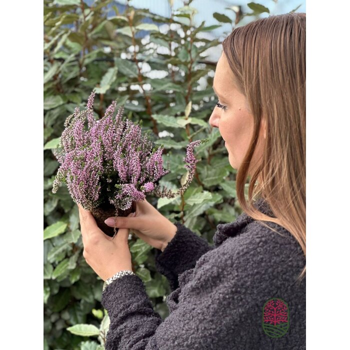 Struikheide | Calluna vulgaris. 'Herbstlavendel' P11