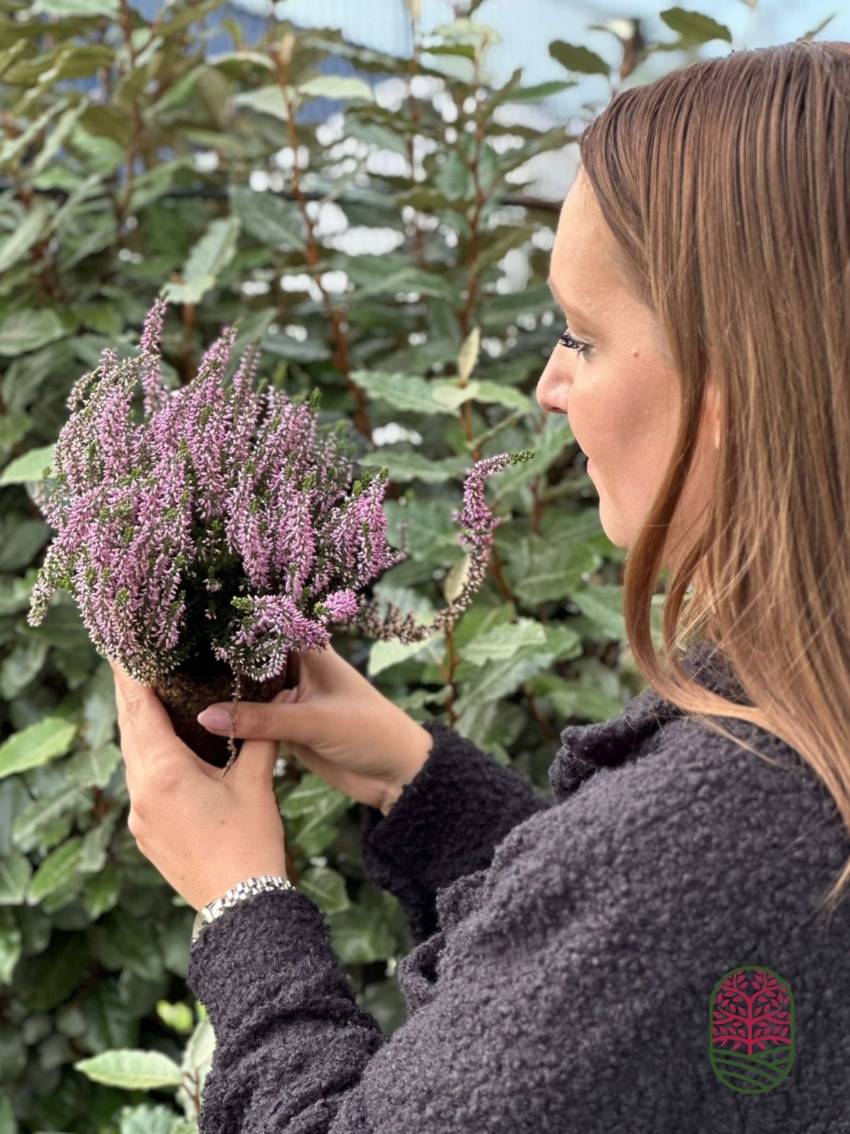 Struikheide | Calluna vulgaris. 'Herbstlavendel' P11