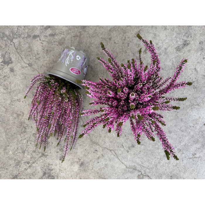 Struikheide | Calluna vulgaris. 'Herbstlavendel' P11