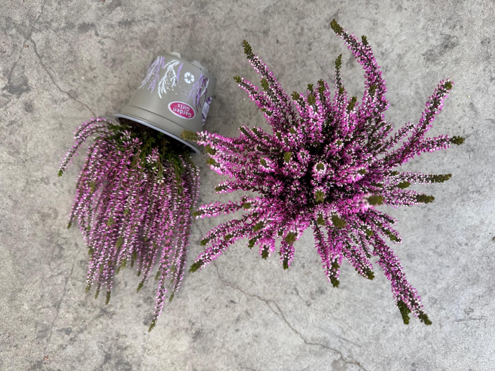 Struikheide | Calluna vulgaris. 'Herbstlavendel' P11