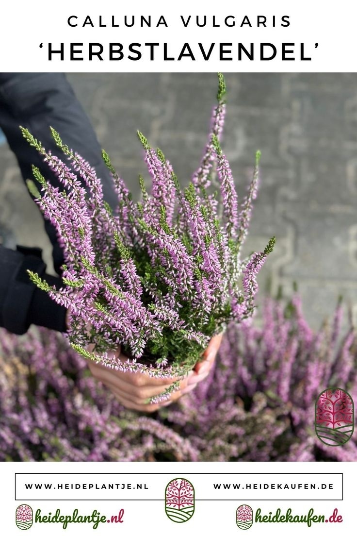 Struikheide | Calluna vulgaris. 'Herbstlavendel' P11