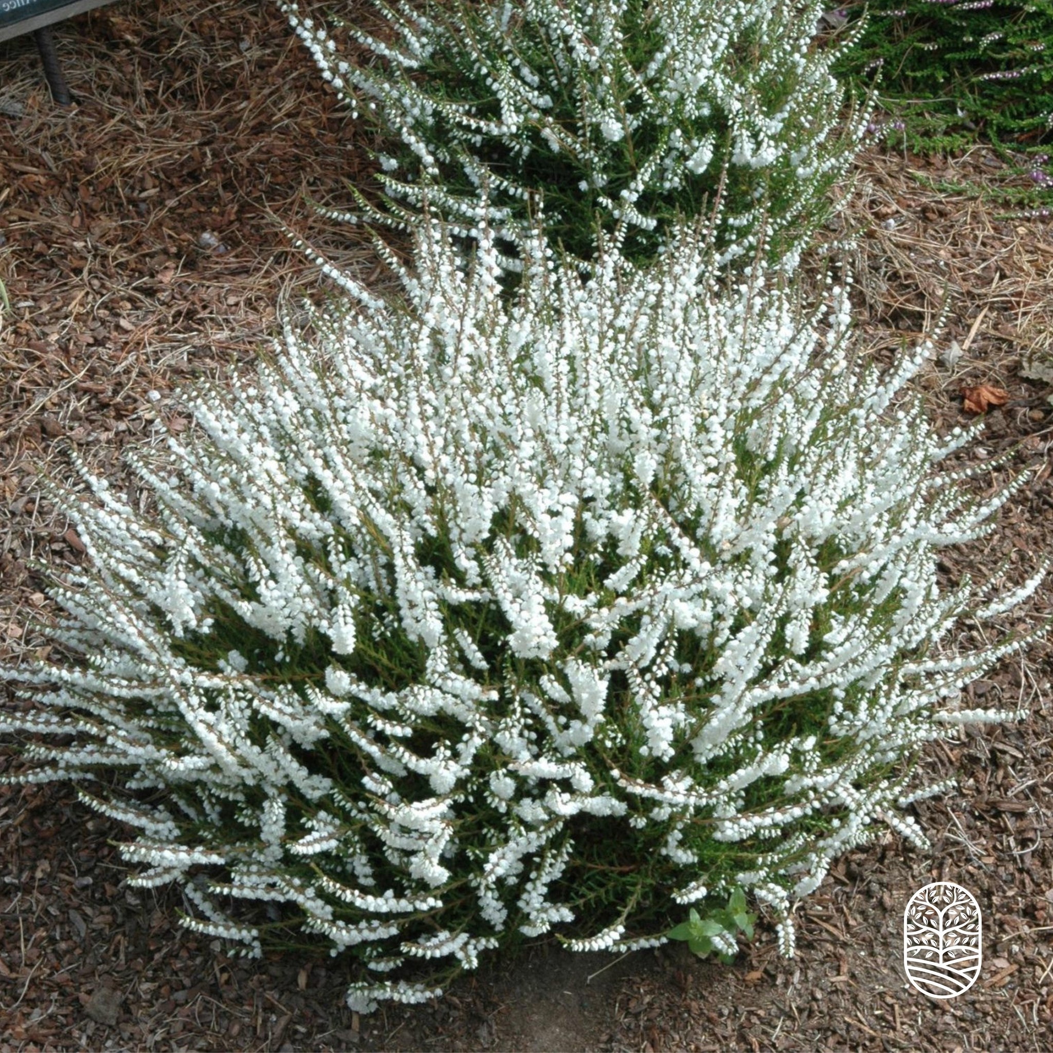 Struikheide | Calluna vulgaris. 'Kinlochruel' P10,5