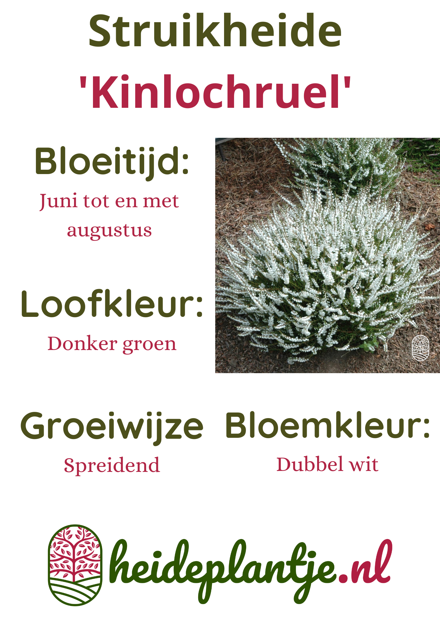 Struikheide | Calluna vulgaris. 'Kinlochruel' P10,5