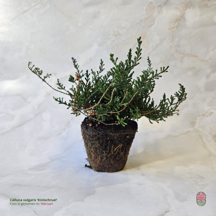 Struikheide | Calluna vulgaris. 'Kinlochruel' P10,5