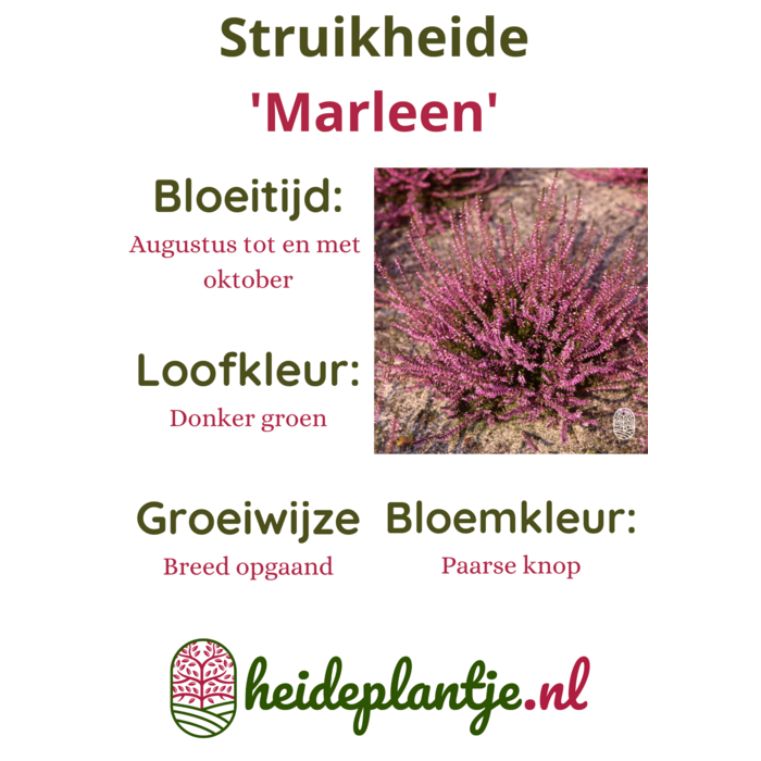 Struikheide | Calluna vulgaris. 'Marleen' P10,5