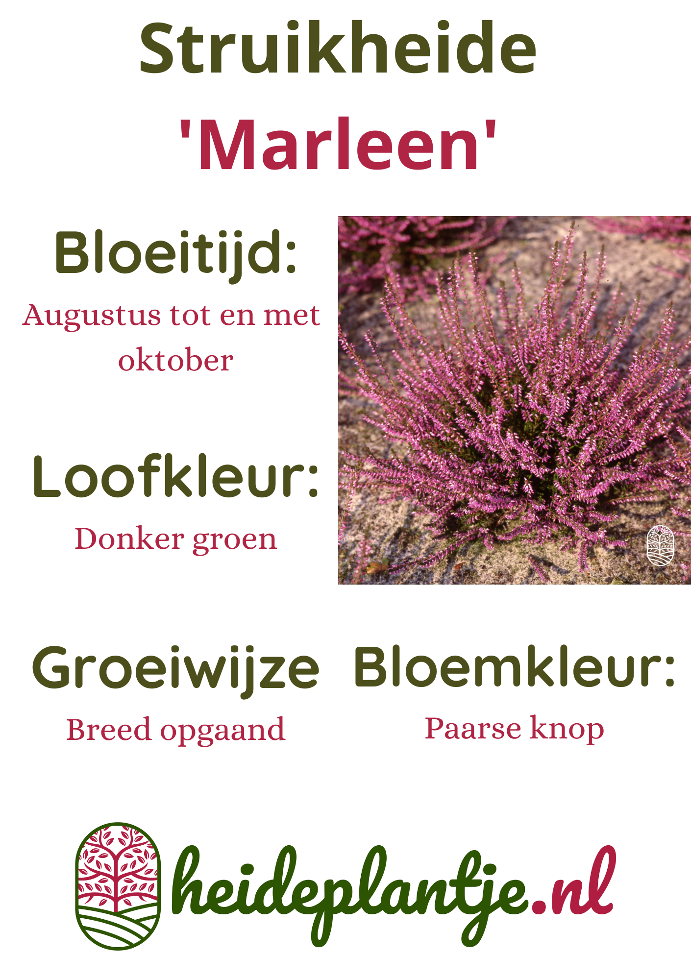 Struikheide | Calluna vulgaris. 'Marleen' P10,5
