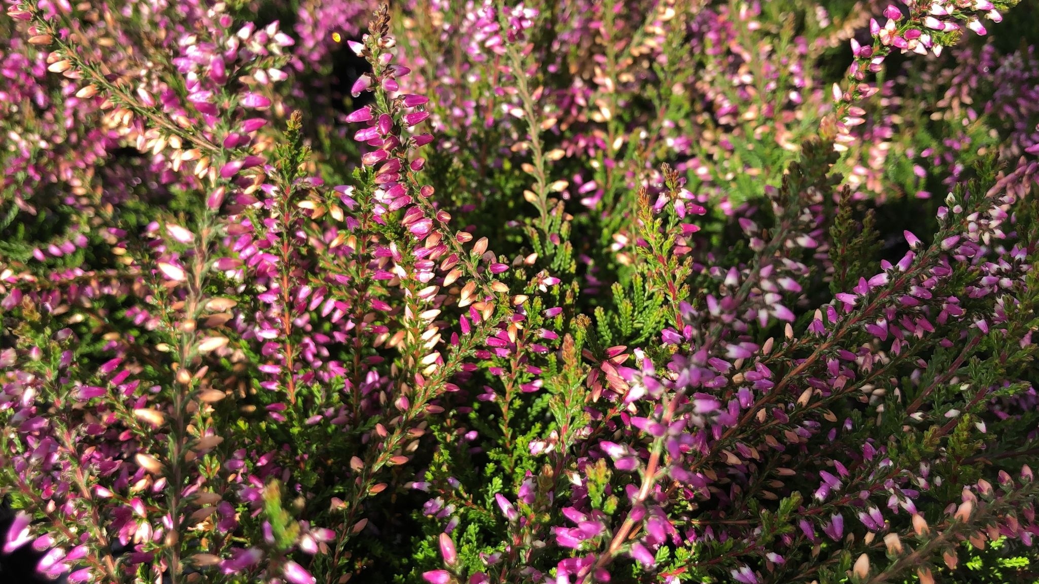 Struikheide | Calluna vulgaris. 'Marleen' P10,5
