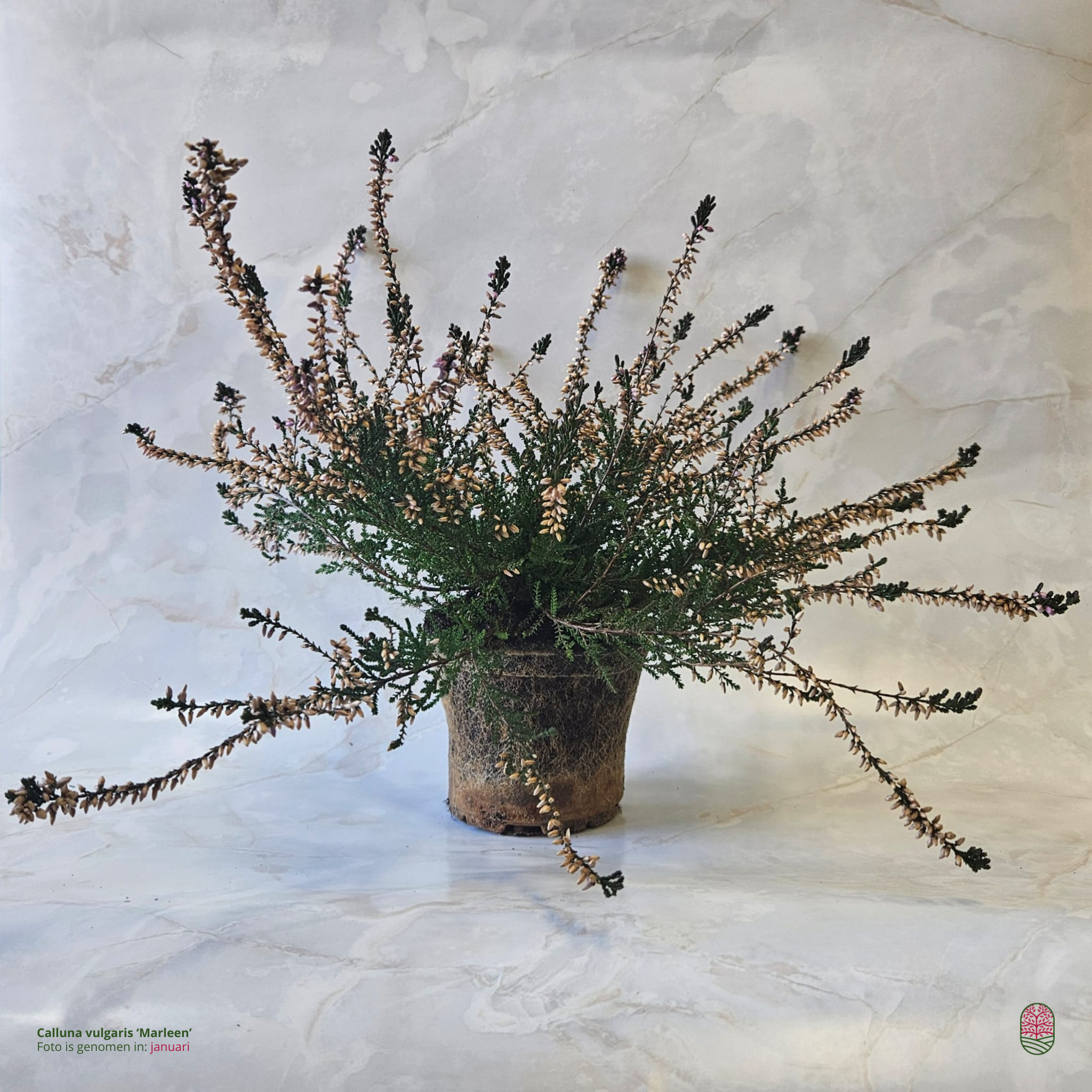 Struikheide | Calluna vulgaris. 'Marleen' P10,5