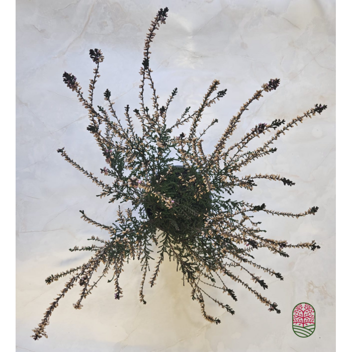 Struikheide | Calluna vulgaris. 'Marleen' P10,5