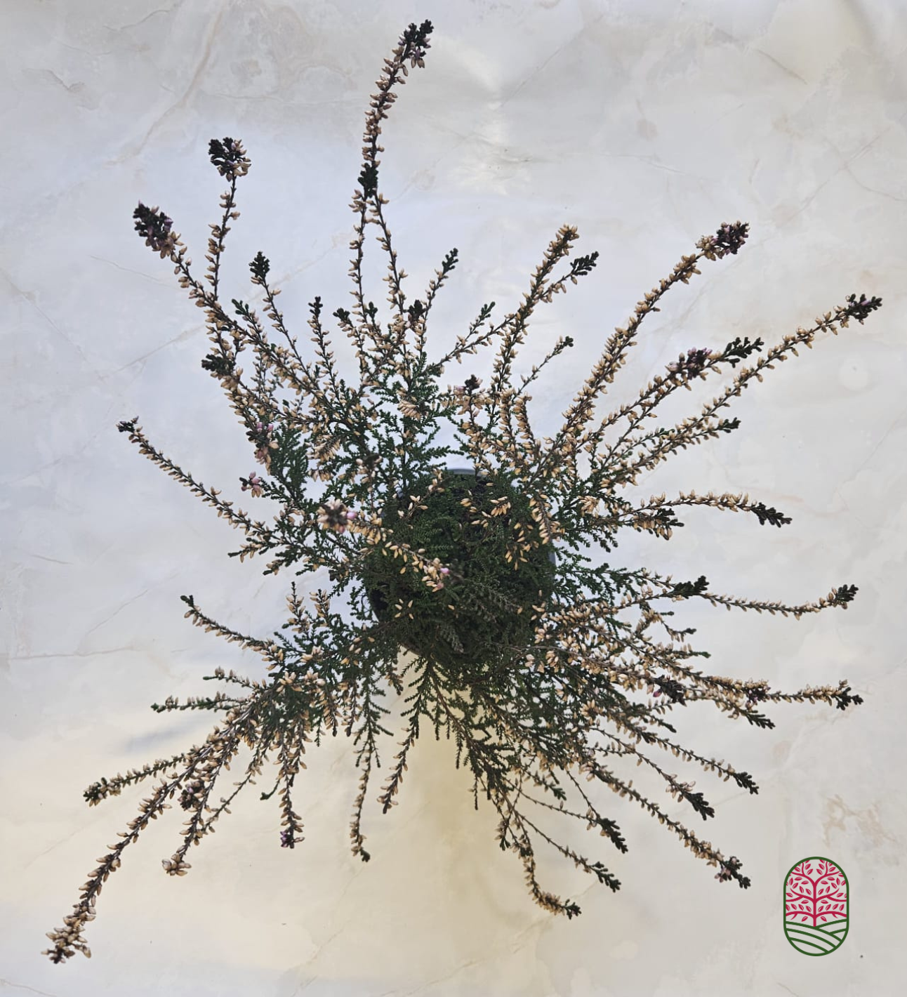 Struikheide | Calluna vulgaris. 'Marleen' P10,5